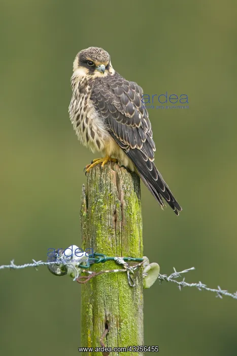: Eurasian Hobby (Falco subbuteo) young adult res : Eurasian Hobby (Falco subbuteo) young adult res
