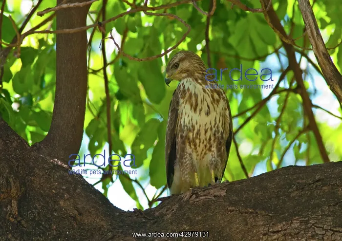 : Eurasian Honey Buzzard : Eurasian Honey Buzzard