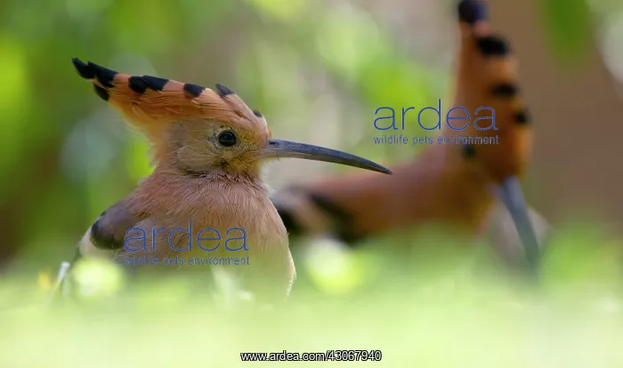 : Eurasian Hoopoe : Eurasian Hoopoe