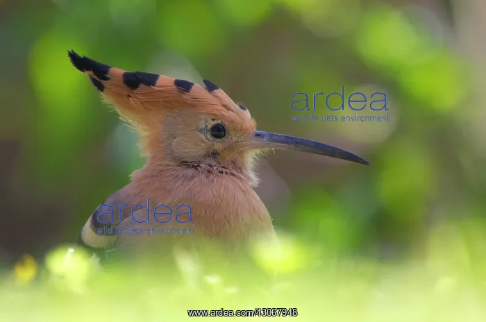 : Eurasian Hoopoe : Eurasian Hoopoe