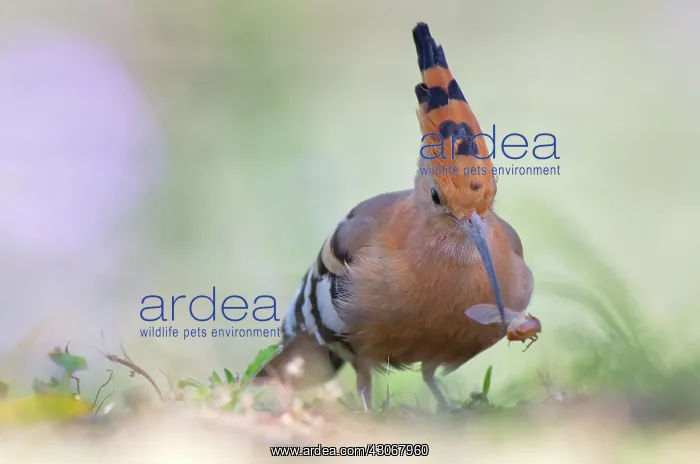 : Eurasian Hoopoe : Eurasian Hoopoe