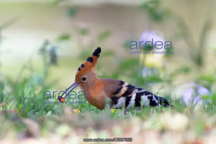: Eurasian Hoopoe : Eurasian Hoopoe