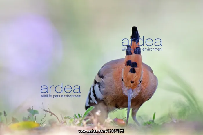 : Eurasian Hoopoe : Eurasian Hoopoe