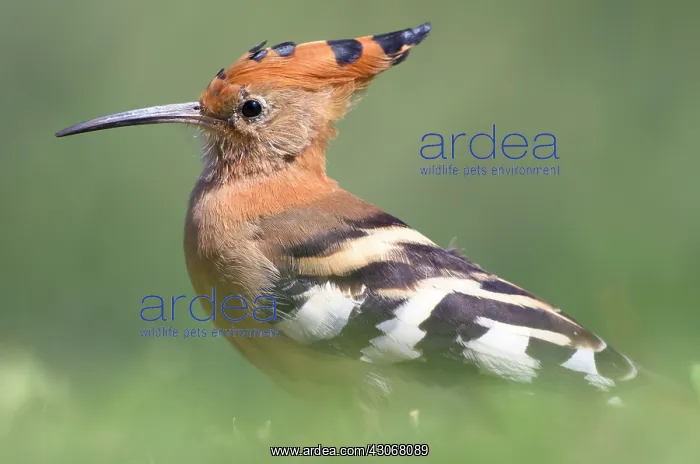 : Eurasian Hoopoe : Eurasian Hoopoe