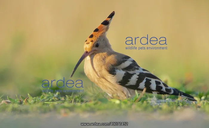 : Eurasian Hoopoe : Eurasian Hoopoe