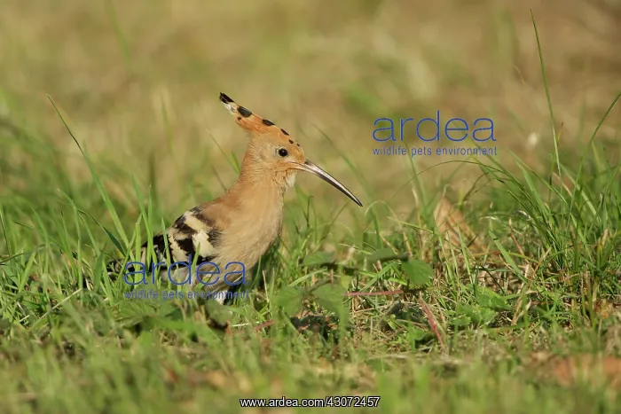 : Eurasian Hoopoe : Eurasian Hoopoe