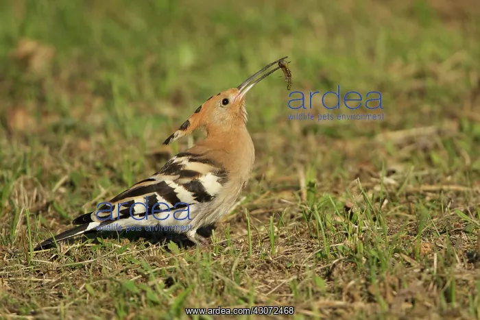 : Eurasian Hoopoe : Eurasian Hoopoe