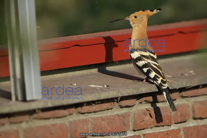 : Eurasian Hoopoe : Eurasian Hoopoe