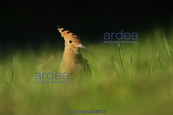 : Eurasian Hoopoe : Eurasian Hoopoe