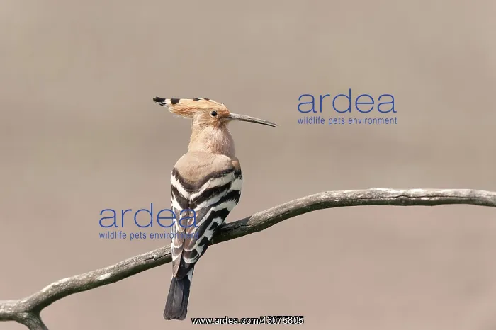 : Eurasian Hoopoe : Eurasian Hoopoe