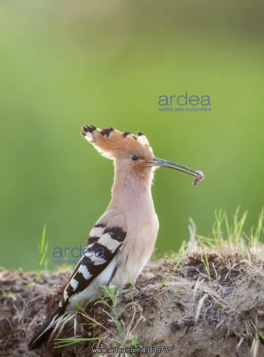 : Eurasian Hoopoe : Eurasian Hoopoe