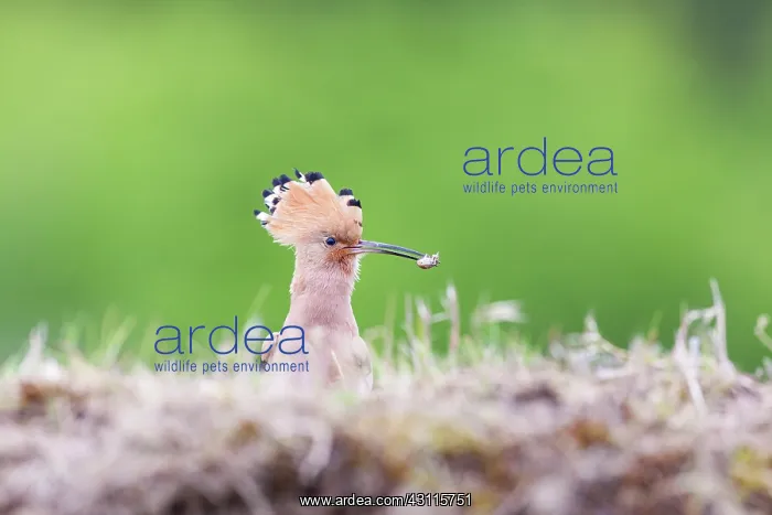 : Eurasian Hoopoe : Eurasian Hoopoe