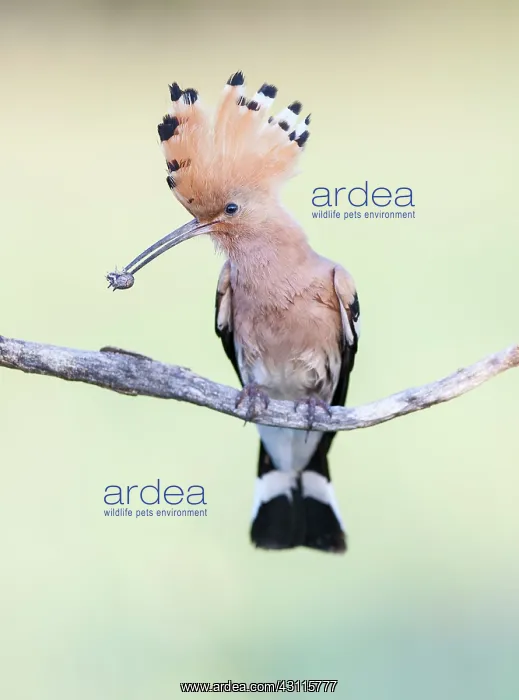 : Eurasian Hoopoe : Eurasian Hoopoe