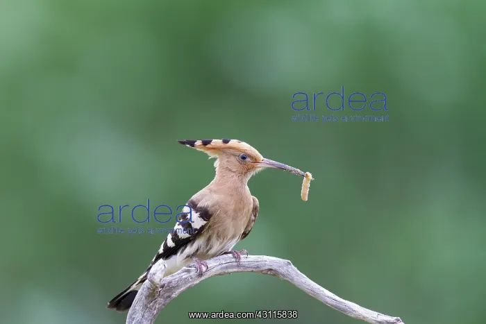 : Eurasian Hoopoe : Eurasian Hoopoe