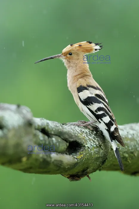 : Eurasian Hoopoe : Eurasian Hoopoe