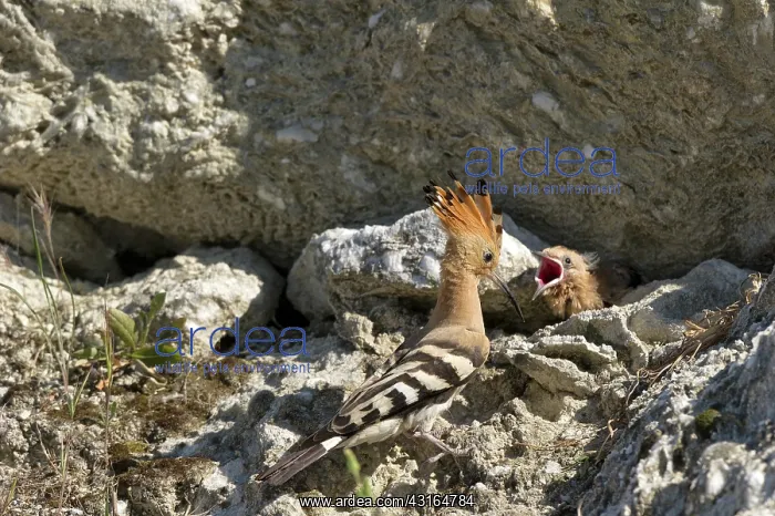 : Eurasian Hoopoe : Eurasian Hoopoe