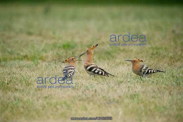 : Eurasian Hoopoe : Eurasian Hoopoe