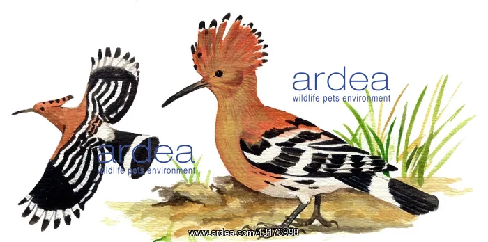 : Eurasian Hoopoe : Eurasian Hoopoe