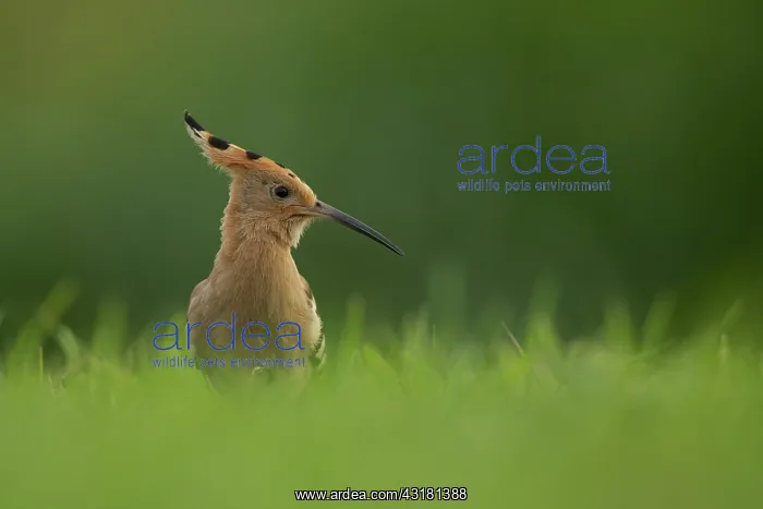 : Eurasian Hoopoe : Eurasian Hoopoe