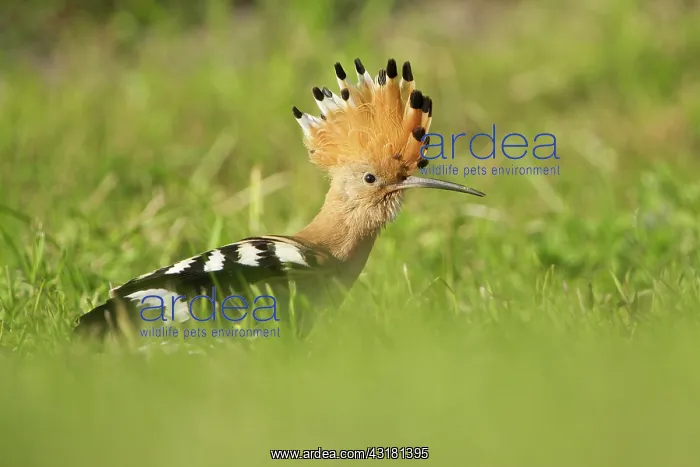 : Eurasian Hoopoe : Eurasian Hoopoe