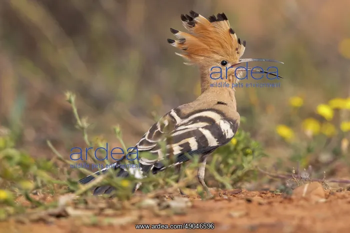 : Eurasian hoopoe : Eurasian hoopoe