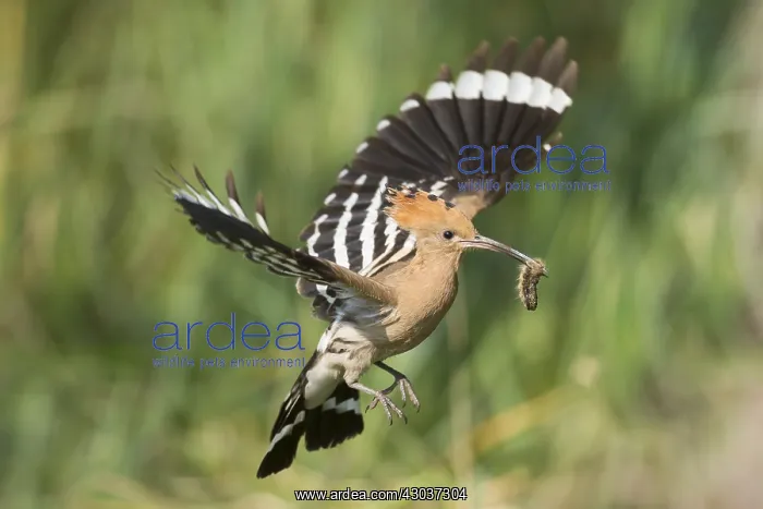 : Eurasian Hoopoe - adult bird in flight - Germany : Eurasian Hoopoe - adult bird in flight - Germany