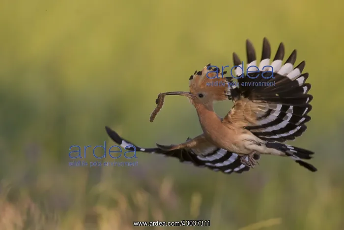  : Eurasian Hoopoe - adult bird in flight - Germany