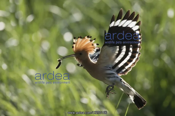 : Eurasian Hoopoe - adult bird in flight - Germany : Eurasian Hoopoe - adult bird in flight - Germany