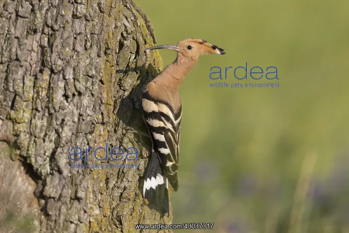 : Eurasian Hoopoe - adult bird iat nest cavity - Germany : Eurasian Hoopoe - adult bird iat nest cavity - Germany