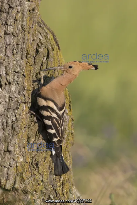 : Eurasian Hoopoe - adult bird iat nest cavity - Germany : Eurasian Hoopoe - adult bird iat nest cavity - Germany