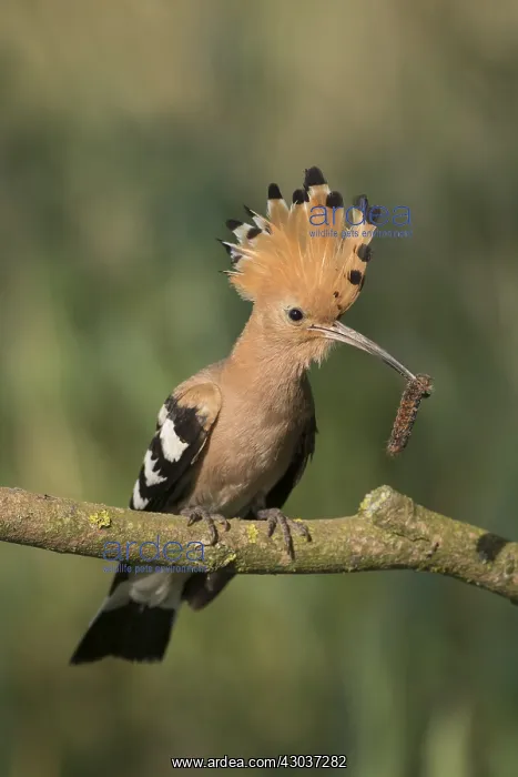 : Eurasian Hoopoe - adult bird perched on a brench : Eurasian Hoopoe - adult bird perched on a brench