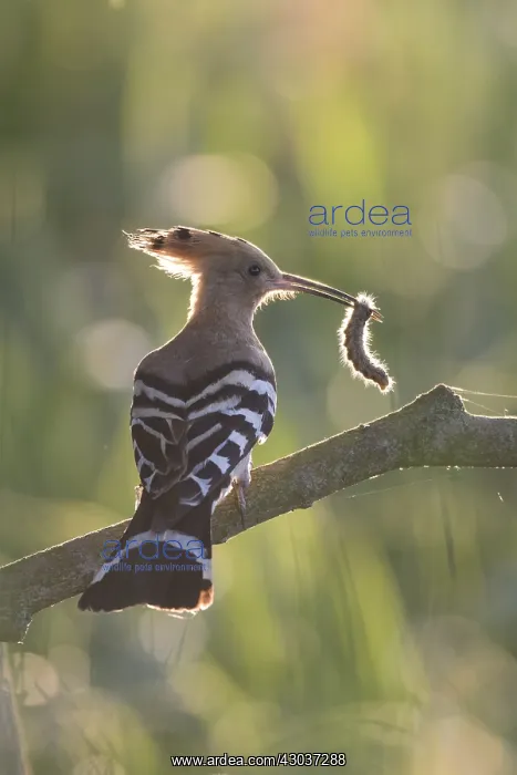 : Eurasian Hoopoe - adult bird perched on a brench : Eurasian Hoopoe - adult bird perched on a brench