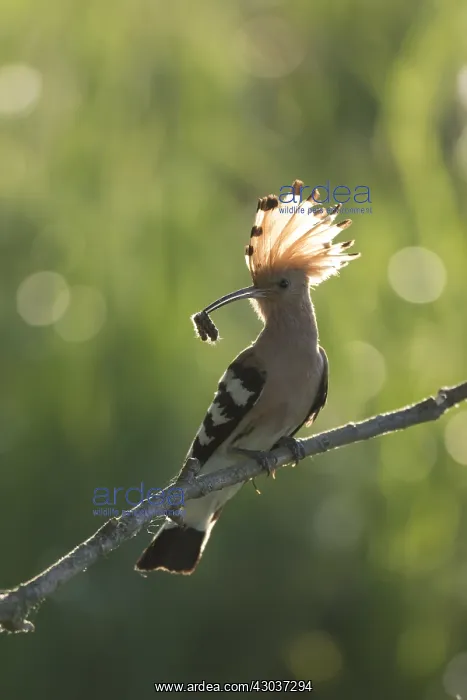 : Eurasian Hoopoe - adult bird perched on a brench : Eurasian Hoopoe - adult bird perched on a brench