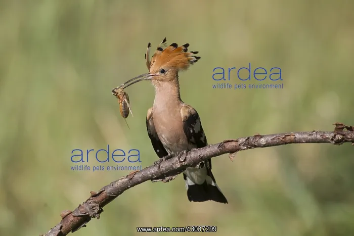 : Eurasian Hoopoe - adult bird perched on a brench : Eurasian Hoopoe - adult bird perched on a brench