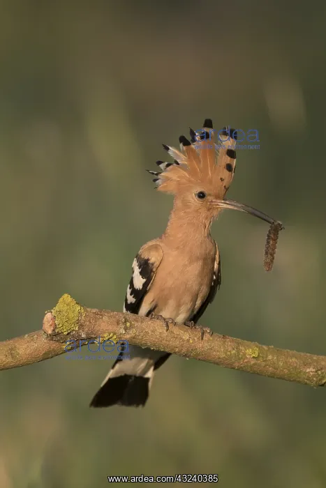 : Eurasian Hoopoe - adult bird perched on a brench : Eurasian Hoopoe - adult bird perched on a brench
