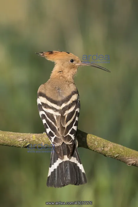 : Eurasian Hoopoe - adult bird perched on a brench - Germany : Eurasian Hoopoe - adult bird perched on a brench - Germany