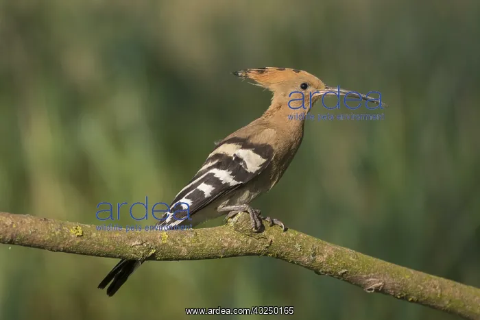 : Eurasian Hoopoe - adult bird perched on a brench - Germany : Eurasian Hoopoe - adult bird perched on a brench - Germany