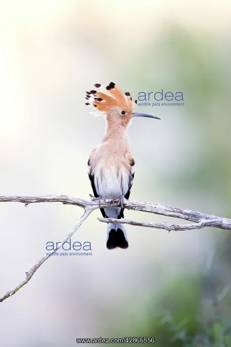 : Eurasian Hoopoe - Perched with crest showing : Eurasian Hoopoe - Perched with crest showing