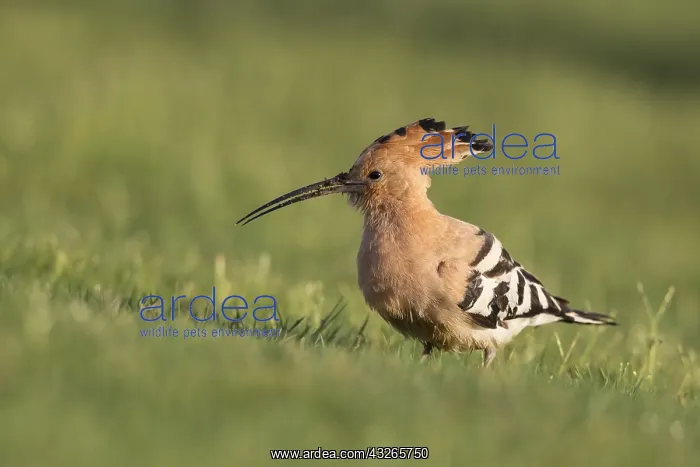 : Eurasian Hoopoe (Upupa epops) foraging on golf : Eurasian Hoopoe (Upupa epops) foraging on golf