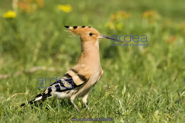  : Eurasian Hoopoe (Upupa epops), Hungary
