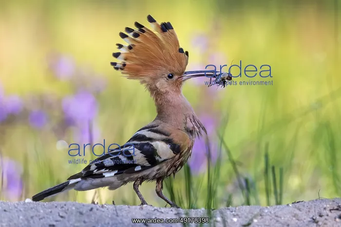 : Eurasian Hoopoe (Upupa epops) perched on the ground with food in beak : Eurasian Hoopoe (Upupa epops) perched on the ground with food in beak