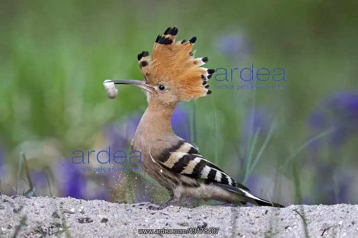 : Eurasian Hoopoe (Upupa epops) perched on the ground with food in beak : Eurasian Hoopoe (Upupa epops) perched on the ground with food in beak