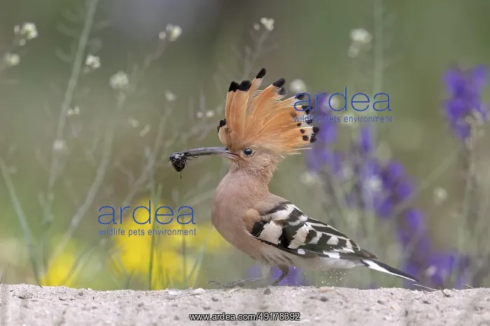 : Eurasian Hoopoe (Upupa epops) perched on the ground with insect in beak : Eurasian Hoopoe (Upupa epops) perched on the ground with insect in beak