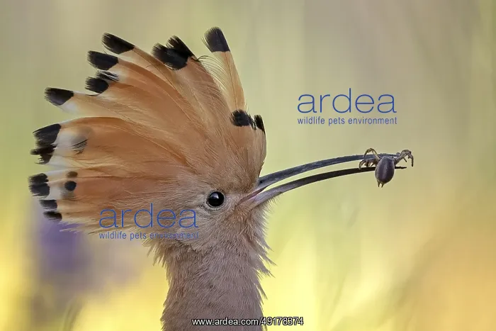 : Eurasian Hoopoe (Upupa epops) with a spider in its beak : Eurasian Hoopoe (Upupa epops) with a spider in its beak