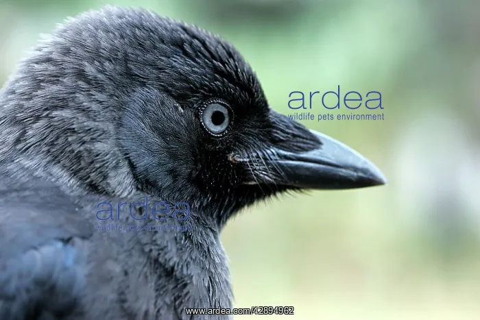 : Eurasian Jackdaw : Eurasian Jackdaw