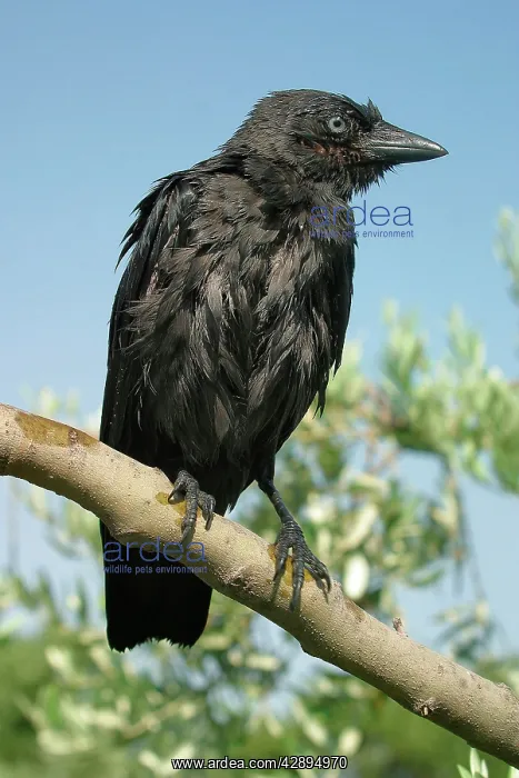 : Eurasian Jackdaw : Eurasian Jackdaw