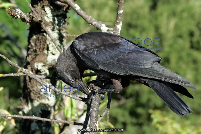 : Eurasian Jackdaw : Eurasian Jackdaw