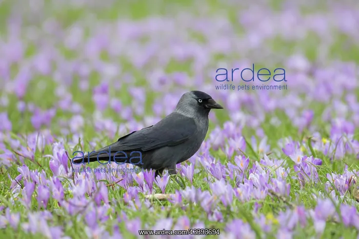 : Eurasian Jackdaw : Eurasian Jackdaw