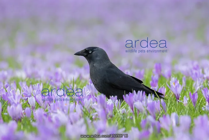 : Eurasian Jackdaw : Eurasian Jackdaw