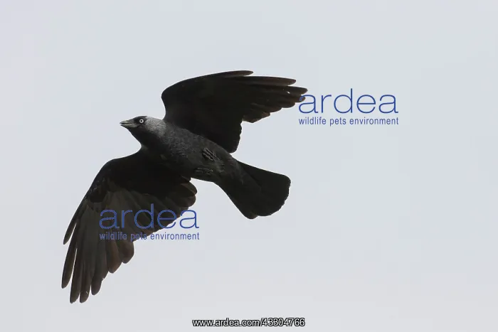 : Eurasian Jackdaw - adult bird in flight - Germany : Eurasian Jackdaw - adult bird in flight - Germany